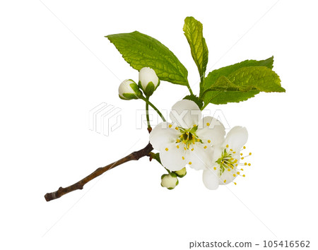 Fresh flowers and leaves of prunus tree isolated Fresh flowers and leaves of prunus tree isolated 105416562