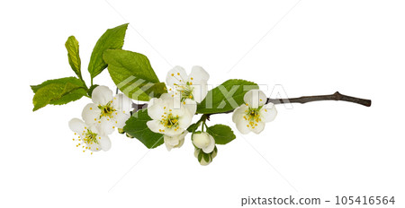 Fresh flowers and leaves of prunus tree isolated 105416564