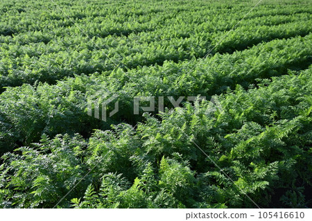 Carrot field 105416610