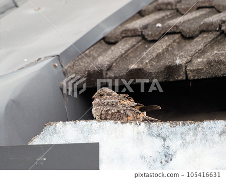 The savanna nightjar, sometimes also allied nightjar or Franklin's nightjar, (Caprimulgus affinis) is a species of nightjar found in South and Southeast Asia.  105416631