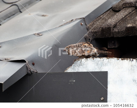 The savanna nightjar, sometimes also allied nightjar or Franklin's nightjar, (Caprimulgus affinis) is a species of nightjar found in South and Southeast Asia.  105416632