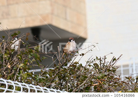 A sparrow perched on a branch of a garden tree 105416866