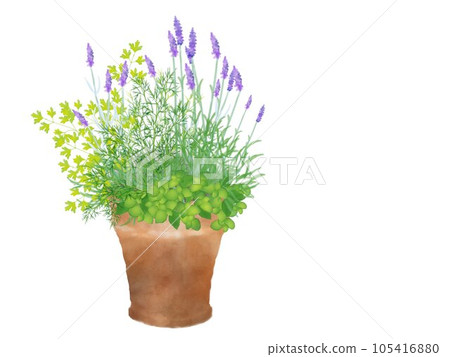 陶罐中種植的草藥的水彩插圖 陶罐中種植的草藥的水彩插圖 105416880