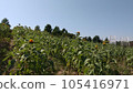 late summer sunflower field 105416971
