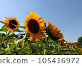 cheerful sunflowers facing the sky 105416972