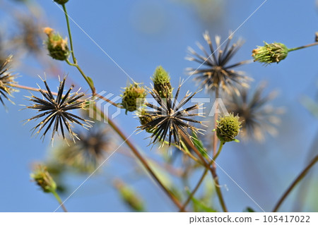 genus Bidens 105417022