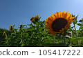 A healthy sunflower blooming in the blue sky 105417222