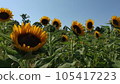 cheerful sunflower looking up at the sky 105417223