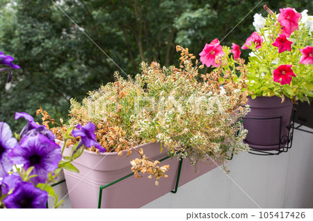 Withered flowers on the balcony 105417426