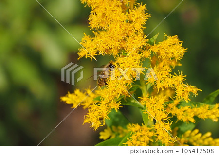Goldenrod (Golden rod) Goldenrod (Golden rod) 105417508