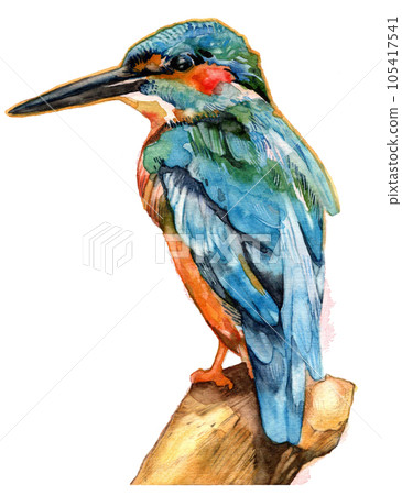 翠鳥 翠鳥 105417541