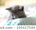 Child cat 105417549
