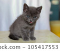 Child cat 105417553