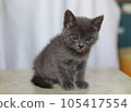Child cat 105417554