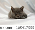 Child cat 105417555
