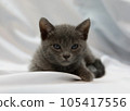 Kitten 105417556
