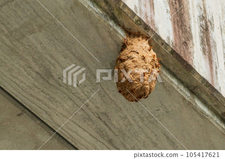 Wasp of the hornet Wasp of the hornet 105417621