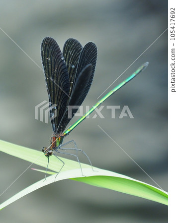 Haguro dragonfly (God dragonfly) 105417692