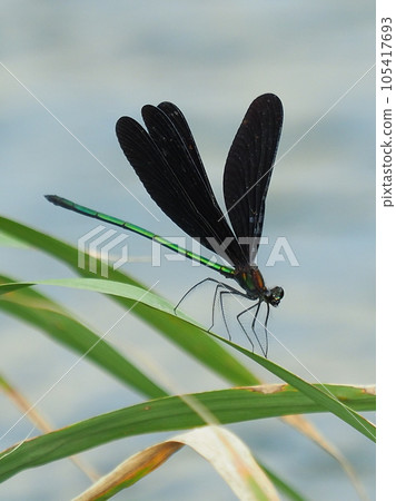 Haguro dragonfly (God dragonfly) 105417693