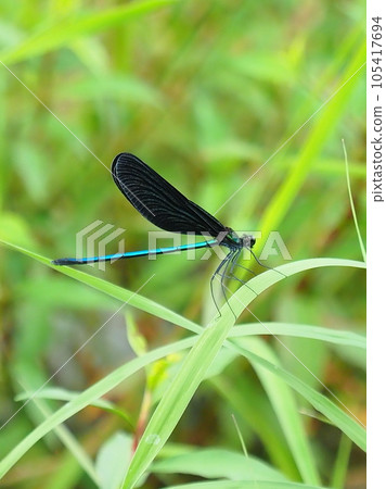 Haguro dragonfly (God dragonfly) 105417694