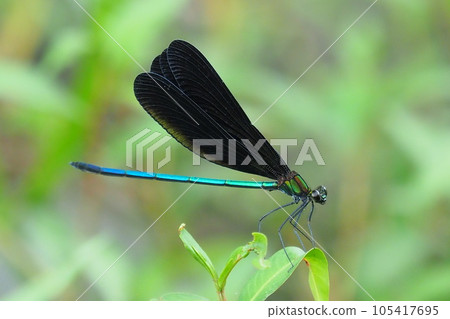 Haguro dragonfly (God dragonfly) 105417695