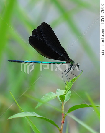 Haguro dragonfly (God dragonfly) Haguro dragonfly (God dragonfly) 105417698