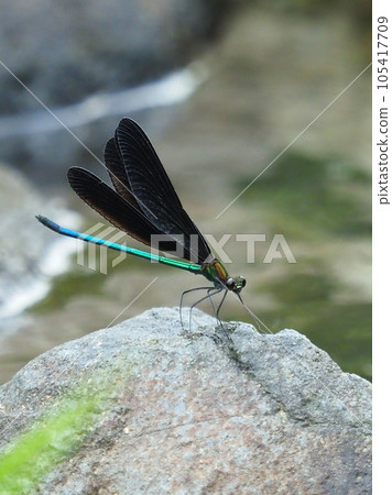 羽黑蜻蜓(神蜻蜓) 羽黑蜻蜓(神蜻蜓) 105417709