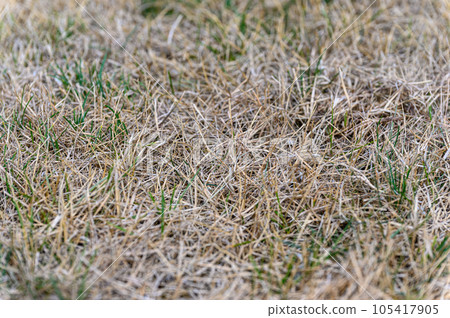 Patchy grass, lawn in bad condition and need maintenance. 105417905