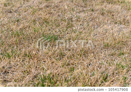 Patchy grass, lawn in bad condition and need maintenance. 105417908