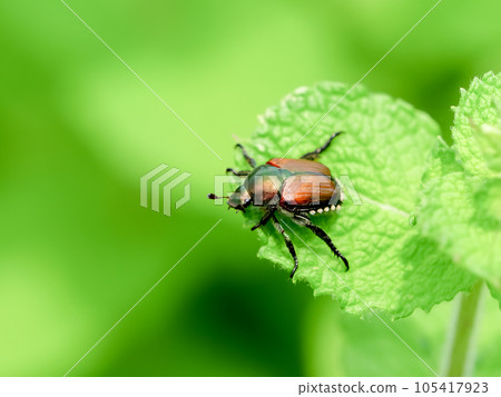 日本甲蟲 105417923