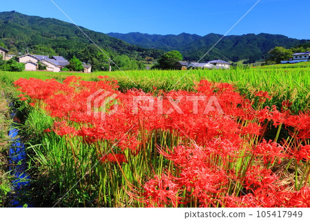 橘寺附近盛開的叢生孤挺花(奈良縣飛鳥村) 橘寺附近盛開的叢生孤挺花(奈良縣飛鳥村) 105417949