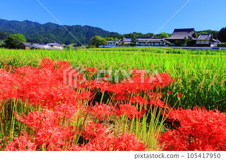 Cluster amaryllis blooming near Tachibana Temple (Asuka Village, Nara Prefecture) Cluster amaryllis blooming near Tachibana Temple (Asuka Village, Nara Prefecture) 105417950