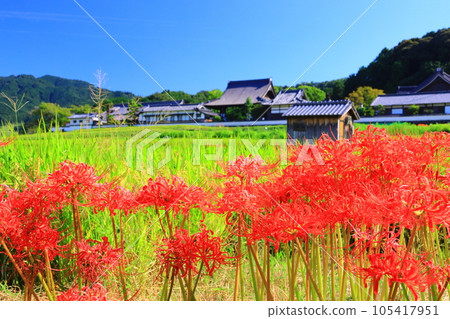 橘寺附近盛開的叢生孤挺花(奈良縣飛鳥村) 橘寺附近盛開的叢生孤挺花(奈良縣飛鳥村) 105417951