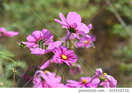 Autumn (cosmos: cosmos) Autumn (cosmos: cosmos) 105418338