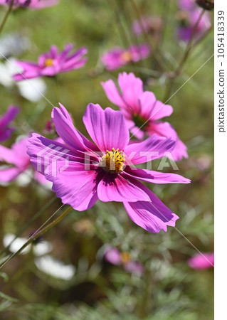 Autumn (cosmos: cosmos) 105418339