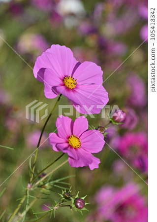 Autumn (cosmos: cosmos) Autumn (cosmos: cosmos) 105418342