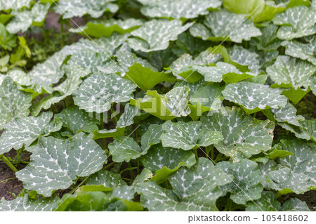 Green pumpkin leaves growing on the vegetable patch. 105418602