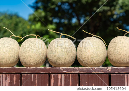 5 pieces of Yubari Melon placed side by side 105418604
