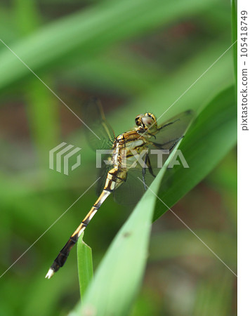 Mugiwararatombo Mugiwararatombo 105418749