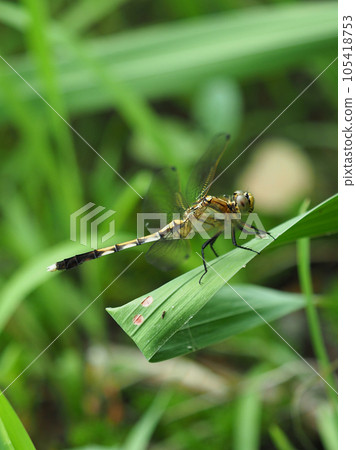 Mugiwararatombo Mugiwararatombo 105418753