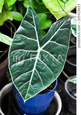alocasia black, alocasia black satun or Araceae plant alocasia black, alocasia black satun or Araceae plant 105419053