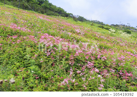 Mt. Ibuki in summer with alpine plants blooming Mt. Ibuki in summer with alpine plants blooming 105419392