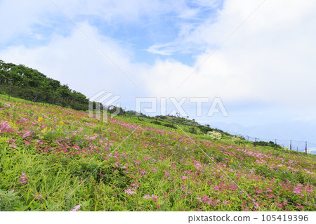 Mt. Ibuki in summer with alpine plants blooming 105419396