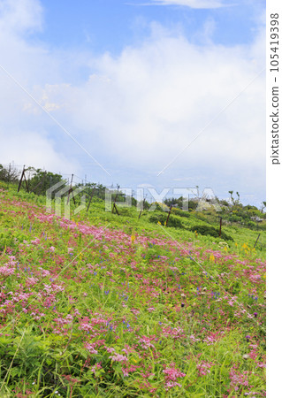 Mt. Ibuki in summer with alpine plants blooming Mt. Ibuki in summer with alpine plants blooming 105419398