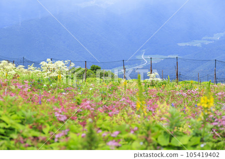 Mt. Ibuki in summer with alpine plants blooming Mt. Ibuki in summer with alpine plants blooming 105419402