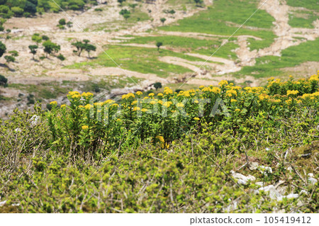 夏天的伊吹山，高山植物盛開 105419412