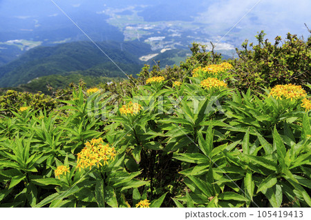 夏天的伊吹山，高山植物盛開 105419413