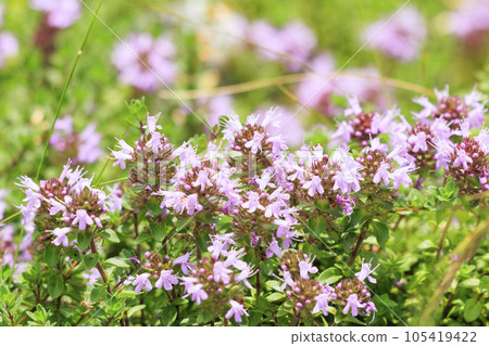 Mt. Ibuki in summer with alpine plants blooming Mt. Ibuki in summer with alpine plants blooming 105419422