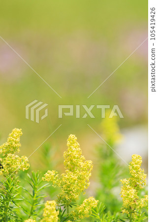 Mt. Ibuki in summer with alpine plants blooming Mt. Ibuki in summer with alpine plants blooming 105419426