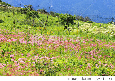 夏天的伊吹山,高山植物盛開 夏天的伊吹山,高山植物盛開 105419433